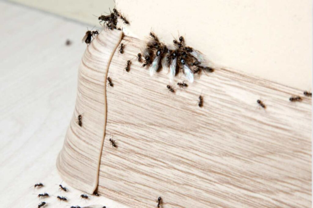 come allontanare le formiche