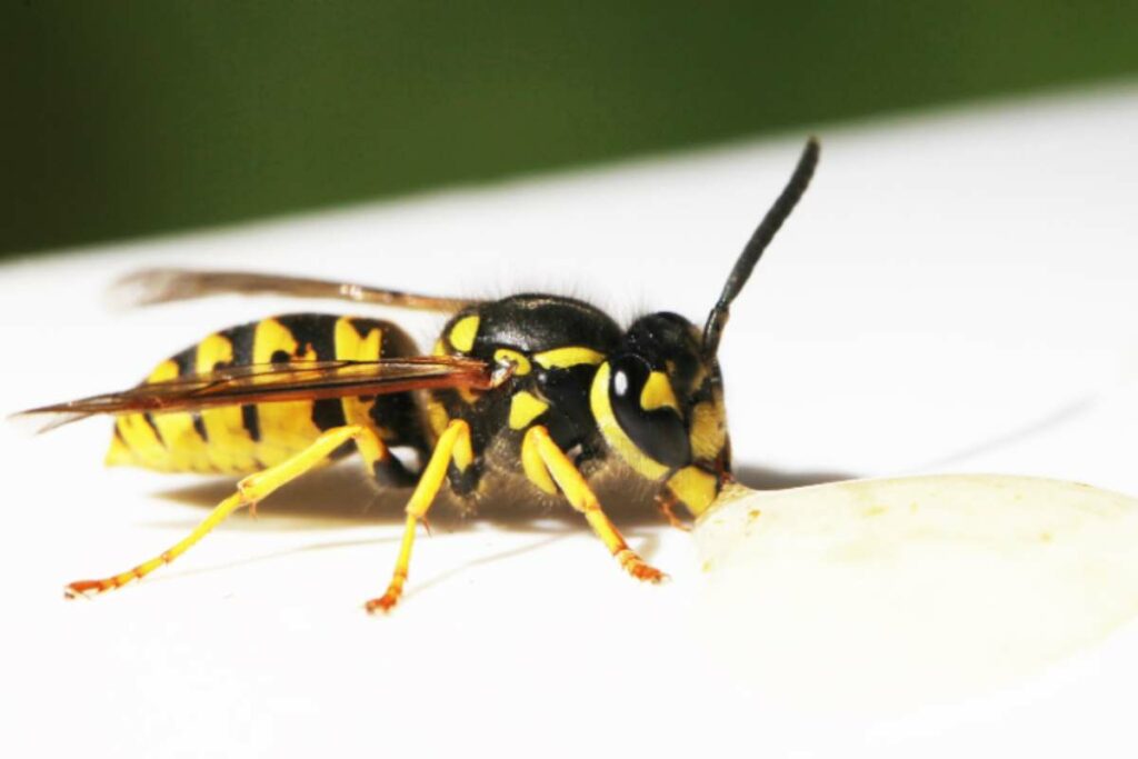 Allontanare vespe: soluzione naturale